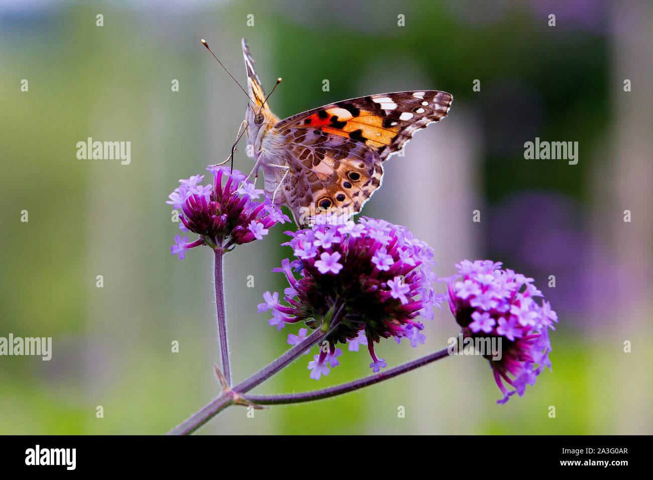 Painted Lady butterfly on Verbena flower Stock Photo