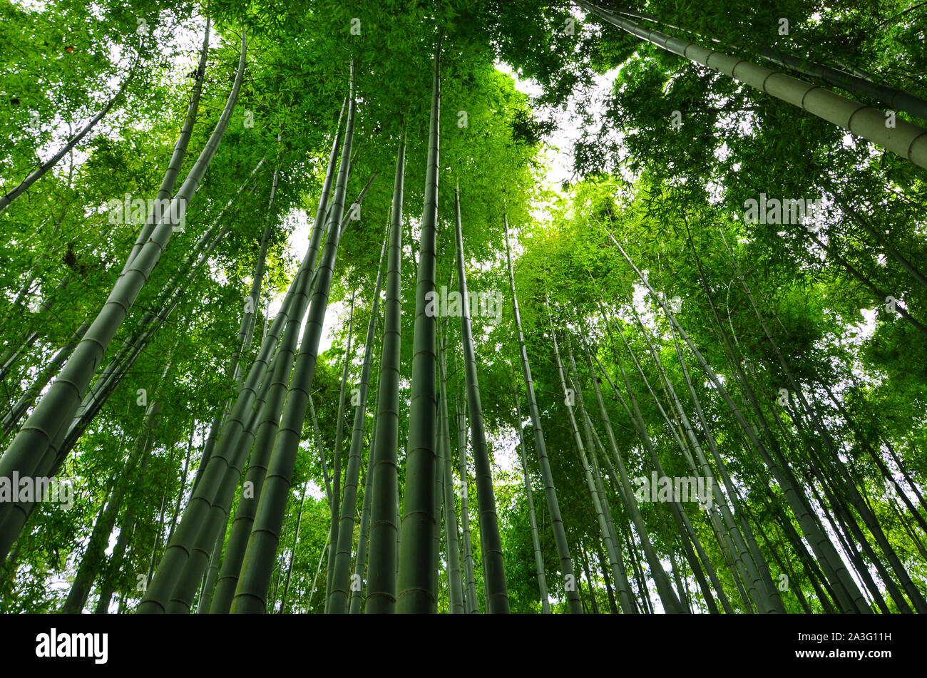 Bamboo trees in Kamakura, Japan Stock Photo Alamy