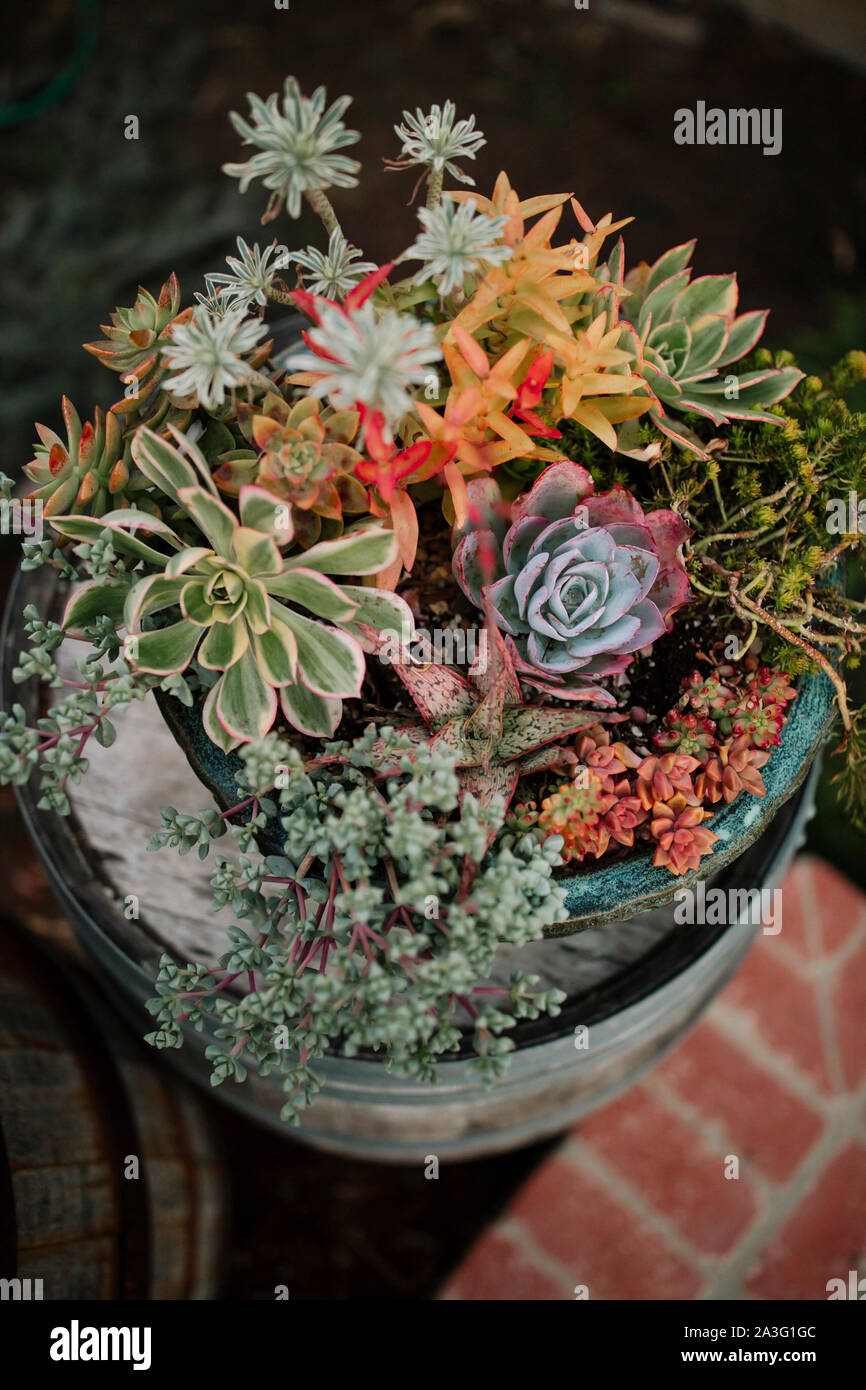 Colorful succulent plants in green ceramic pot Stock Photo