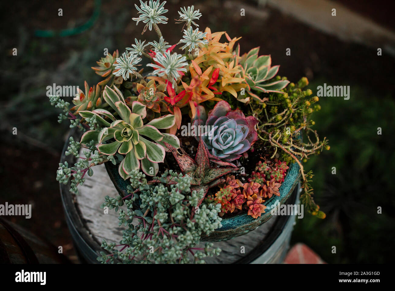Colorful succulent plants in ceramic pot in wooden barrel Stock Photo