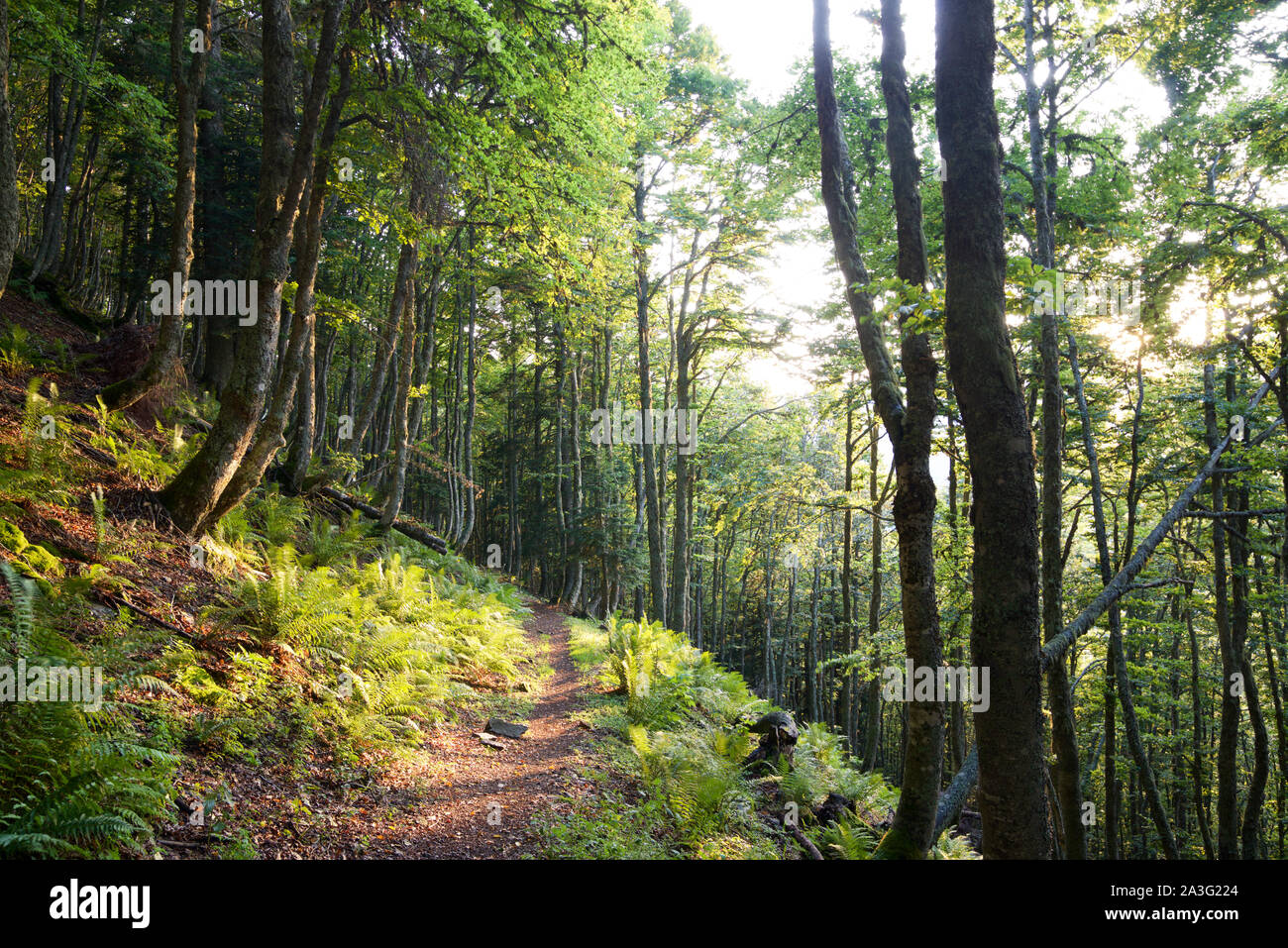 Hiking trail through a forest in the Pyrenees. Stock Photo