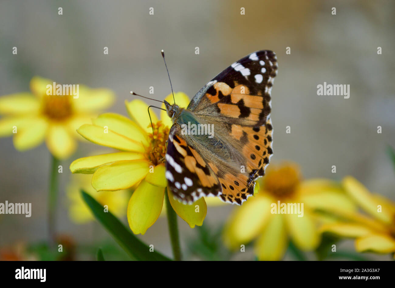 A painted lady butterfly sipping nectar from a flower Stock Photo