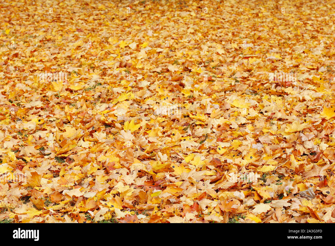 Golden autumn in Russia. Background for autumn cards. The whole earth is covered with fallen yellow leaves. Texture. Stock Photo