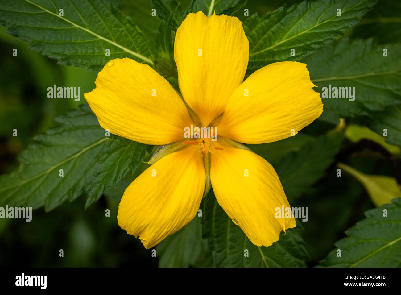 Yellow, Damiana flower, on green leaves, Stock Photo
