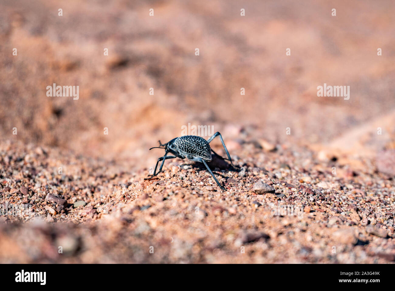 Black desert tenebrio beetle running by the dry stone sand surface Stock Photo