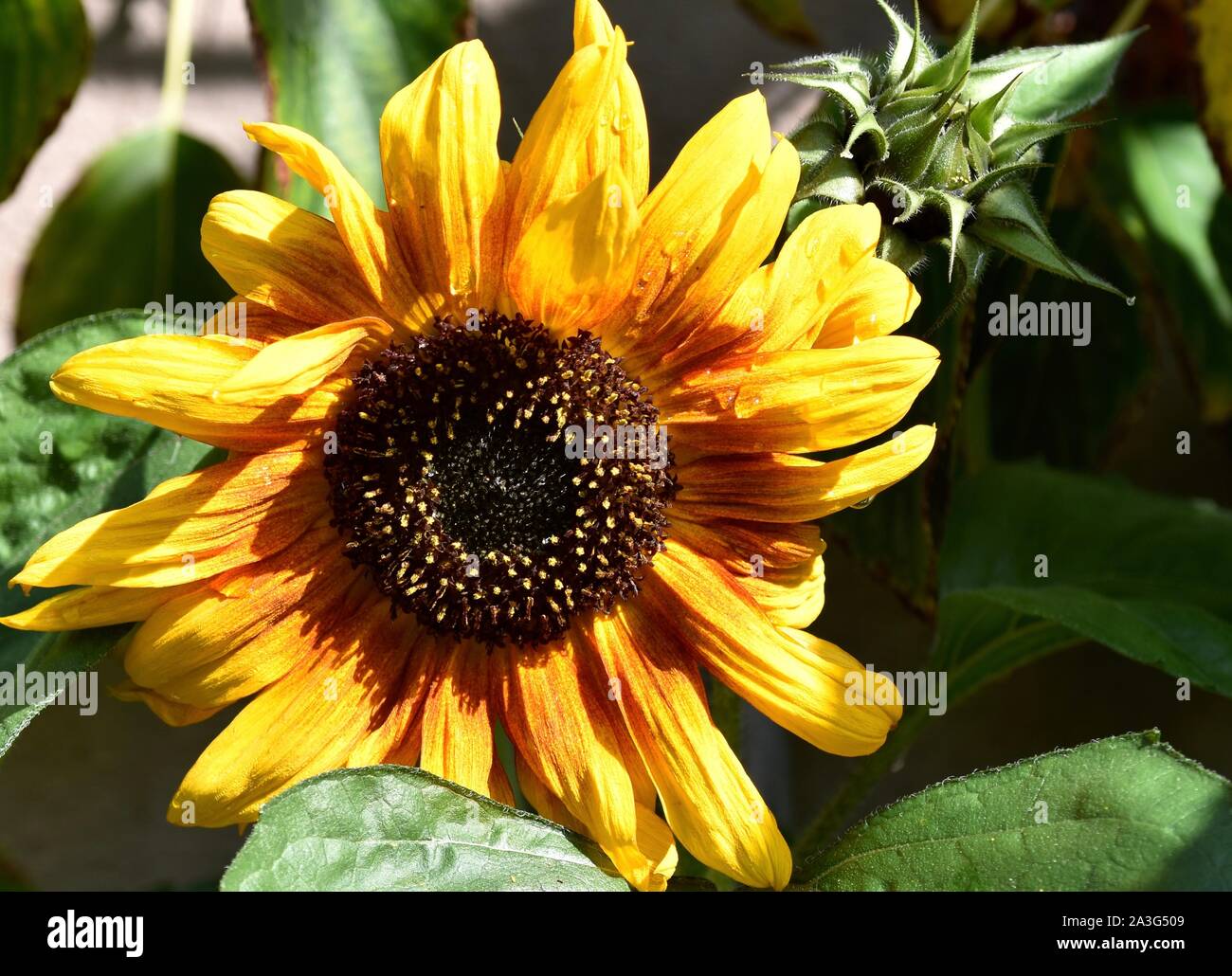 Sunflower in bloom Stock Photo Alamy