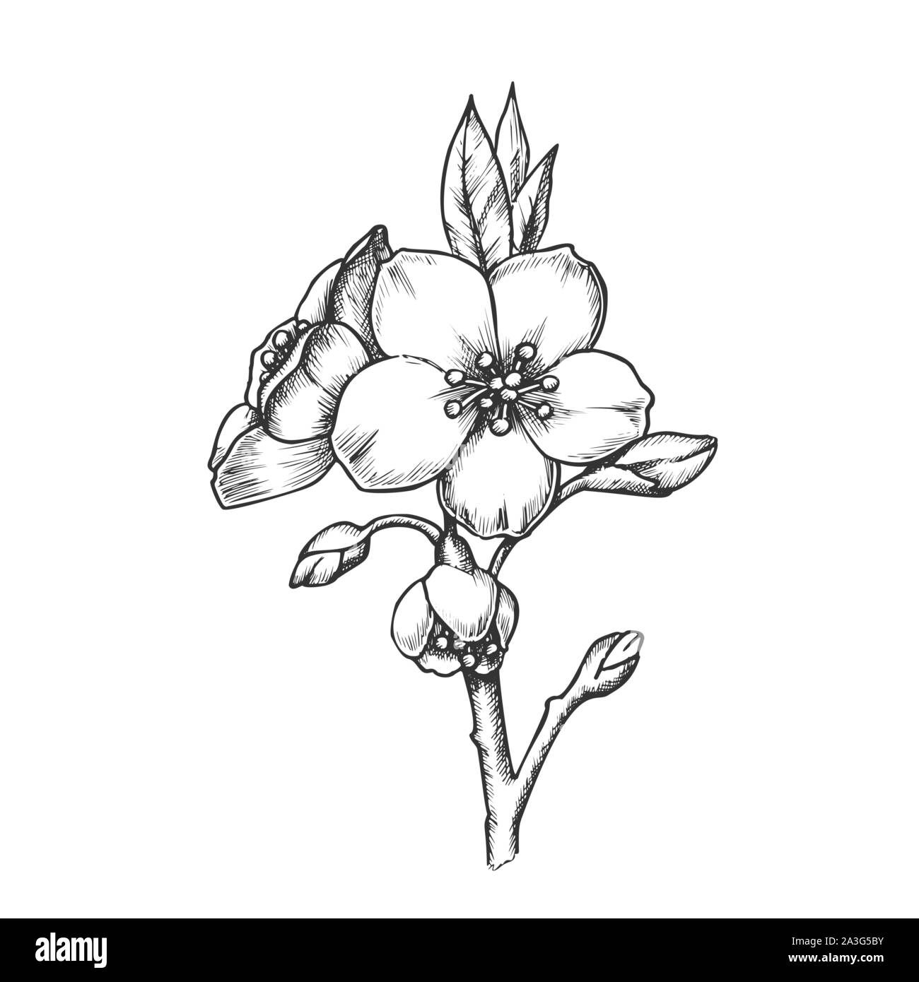 Sakura Flower Branch Cherry Blossom Ink Vector Stock Vector