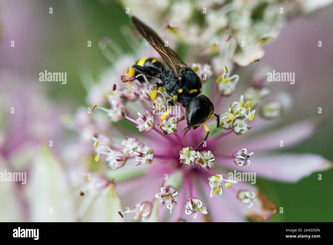 A digger wasps (Ectemnius cephalotes) on the flower an Astrantia Stock Photo