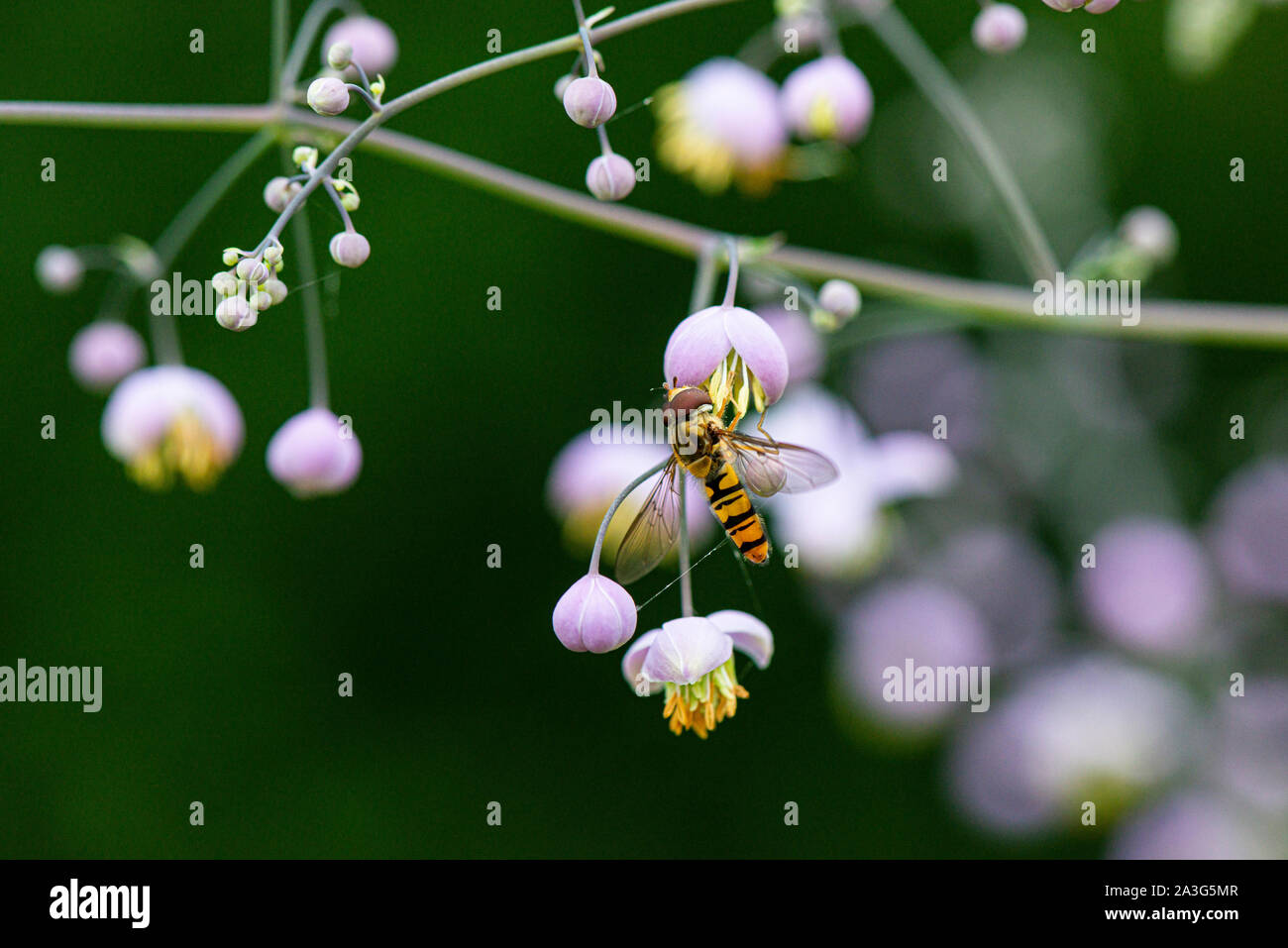 A marmalade hoverfly (Episyrphus balteatus) on the flowers of a Thalictrum Stock Photo