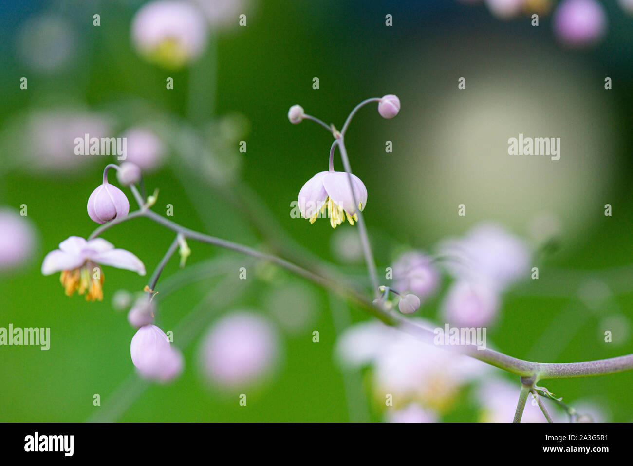 The flowers of a Thalictrum Stock Photo