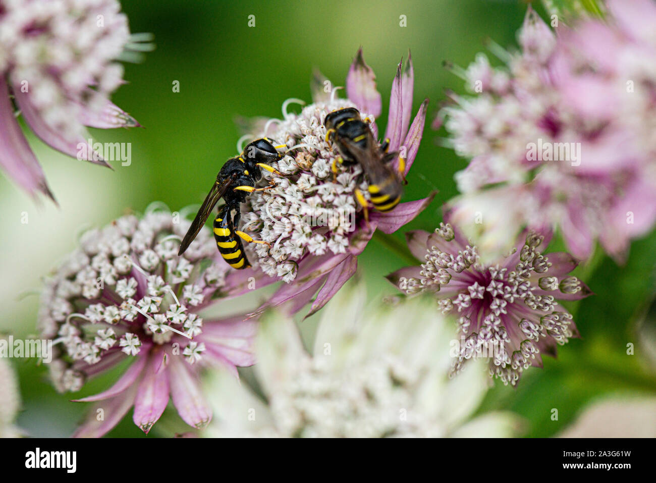 Digger wasps (Ectemnius cephalotes) on the flower an Astrantia Stock Photo