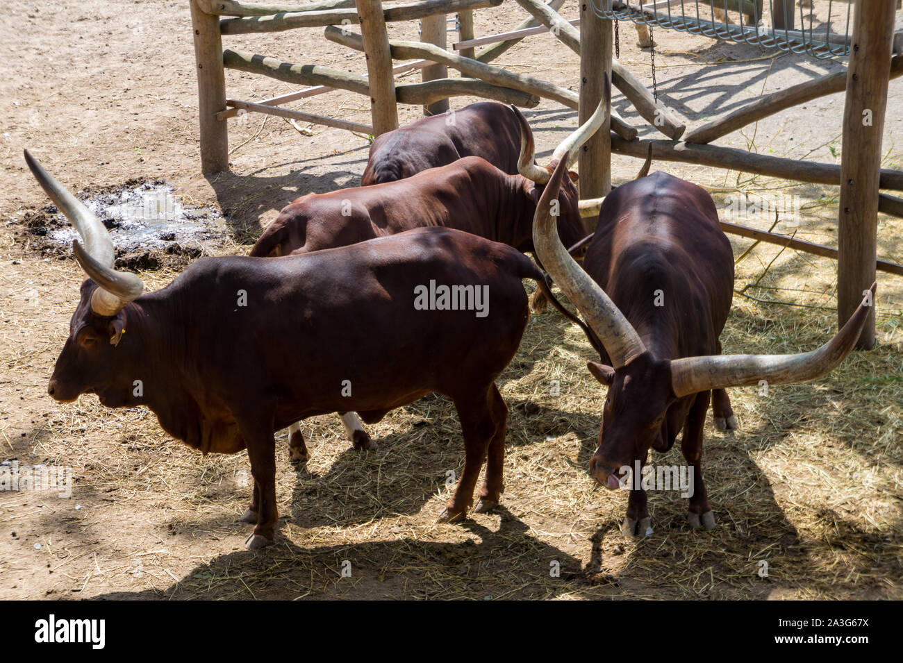 Small group of african cows Stock Photo