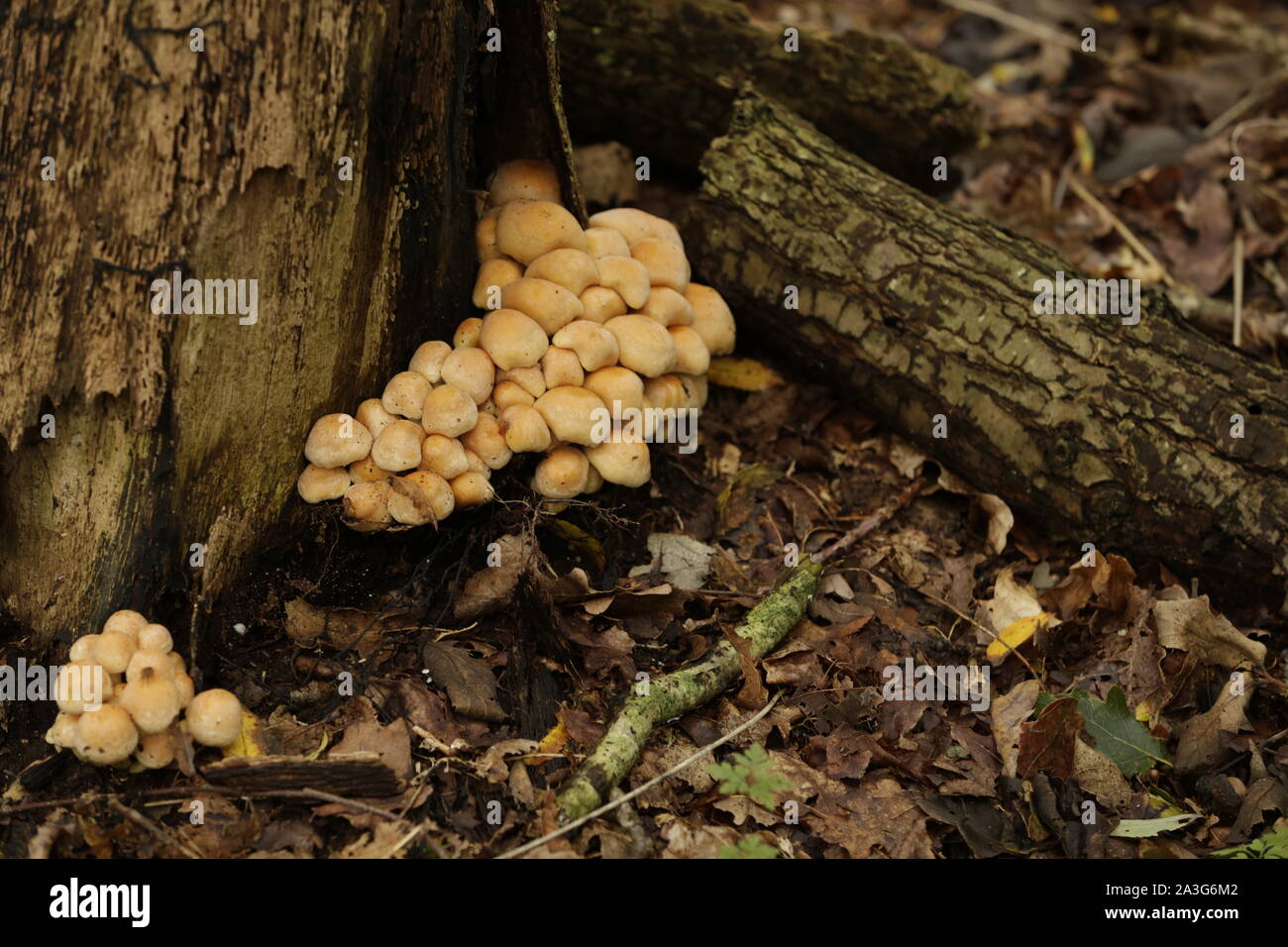 Tree Toad Stools Sulfur tuft a common toad stool growing on trees Stock Photo - Alamy