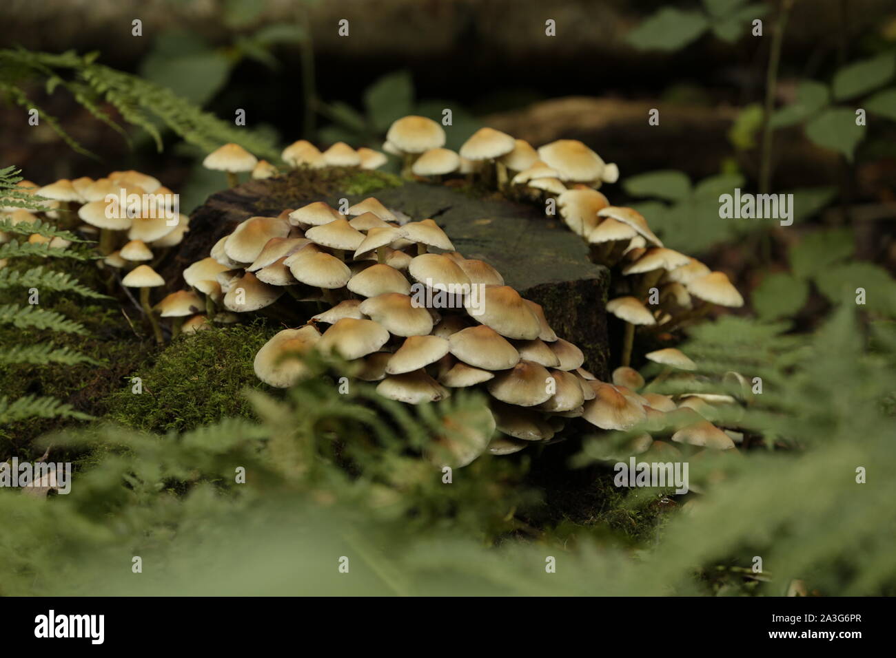 Tree Toad Stools Sulfur tuft a common toad stool growing on trees Stock Photo - Alamy