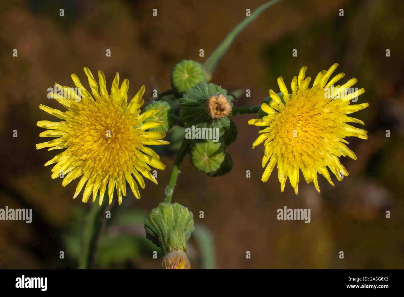 Dandelion wallpaper hi-res stock photography and images - Alamy