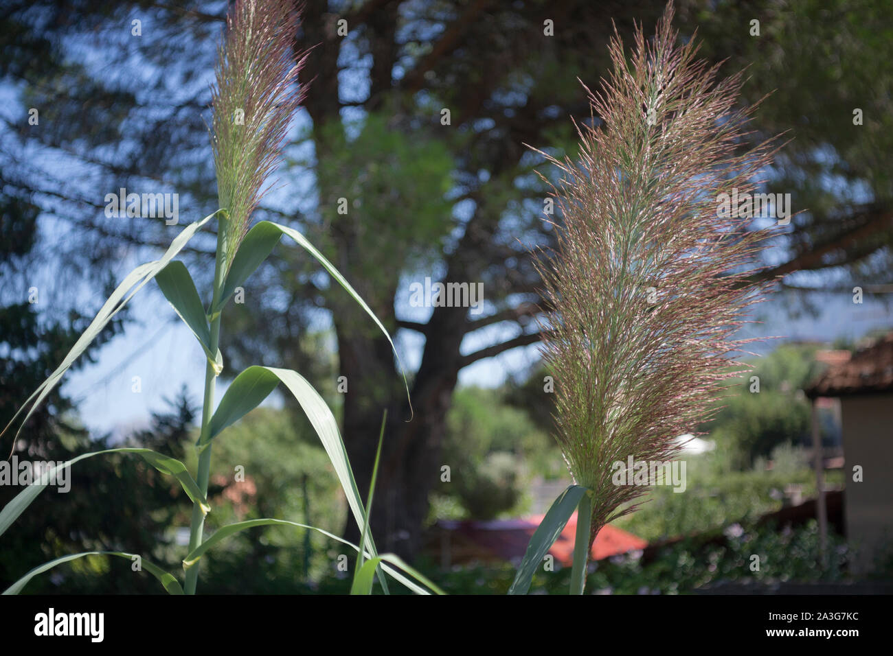 Pamapas Grass in Sicily Stock Photo