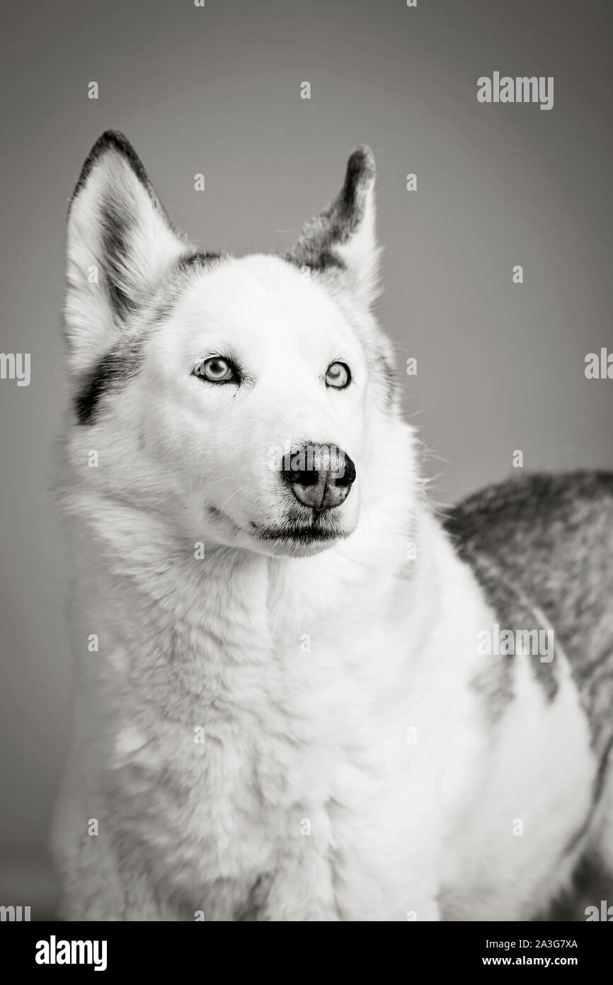 Siberian Husky looking judgemental Stock Photo - Alamy