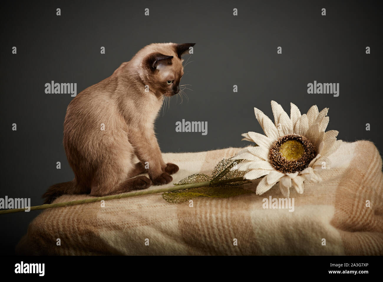 Siamese cat on a blanket playing with a flower Stock Photo
