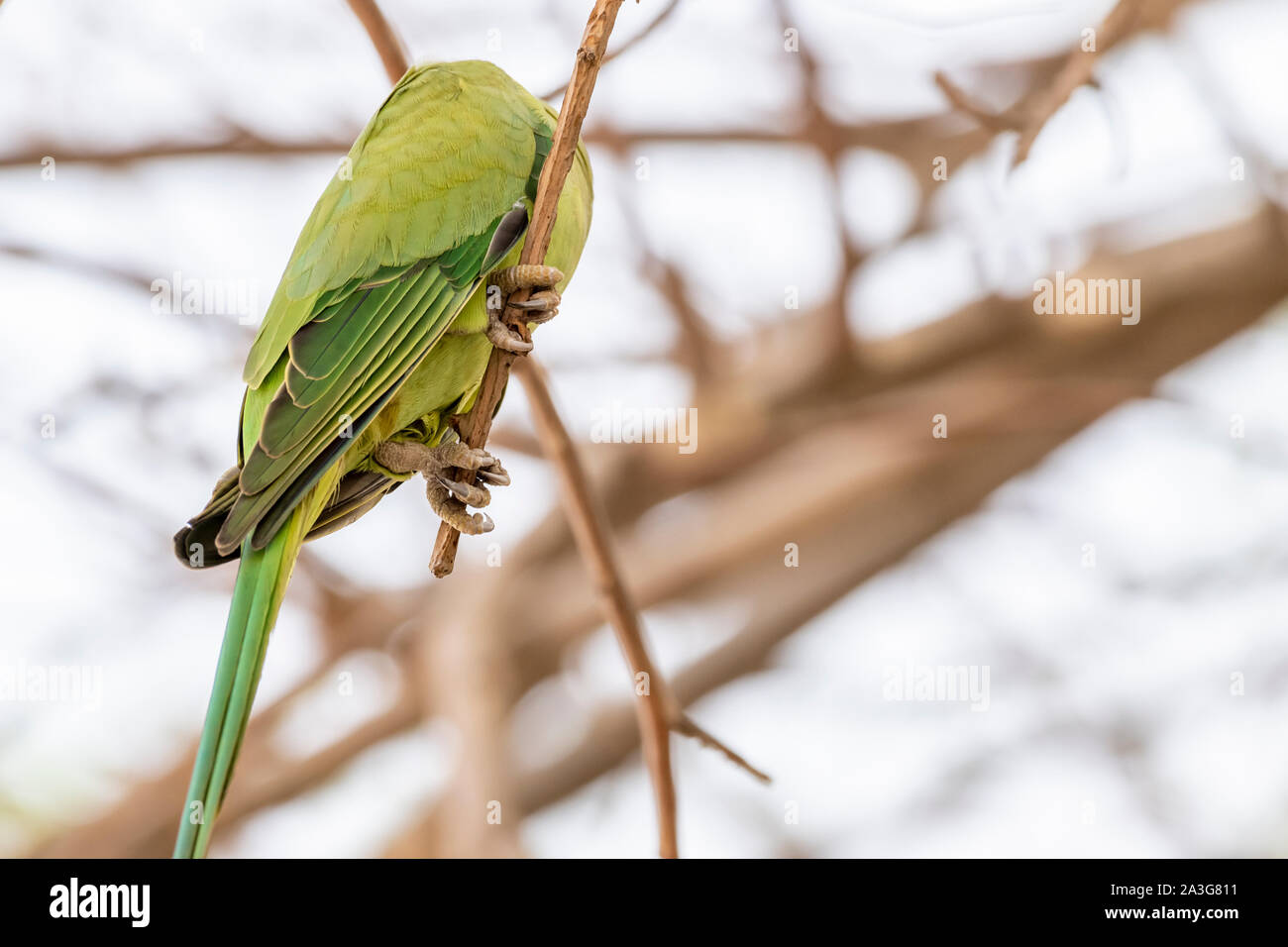 Rose-ringed Parakeet (medium size green Parrot) legs and feet Stock Photo