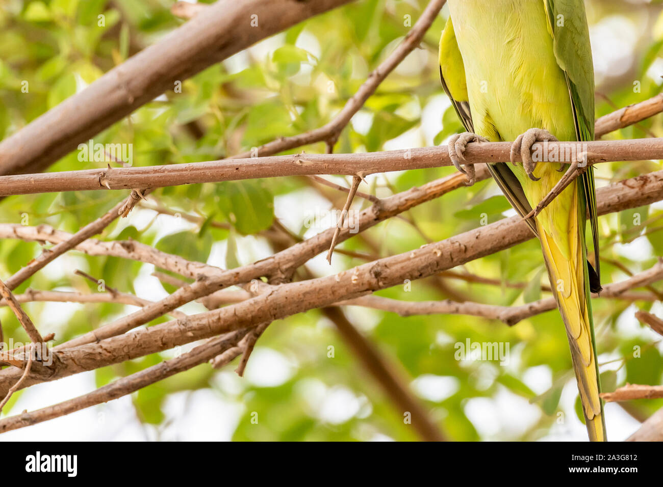 Rose-ringed Parakeet (medium size green Parrot) legs and feet Stock Photo