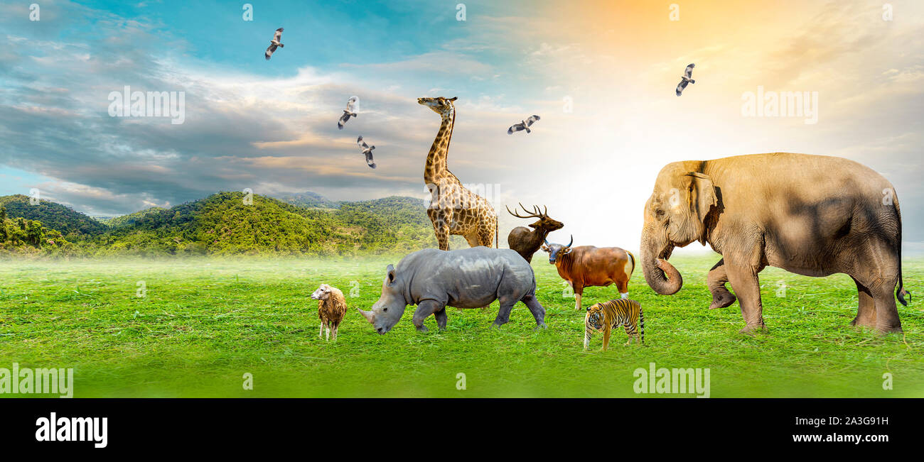 Wildlife Conservation Day Wild animals to the home. Or wildlife protection Stock Photo