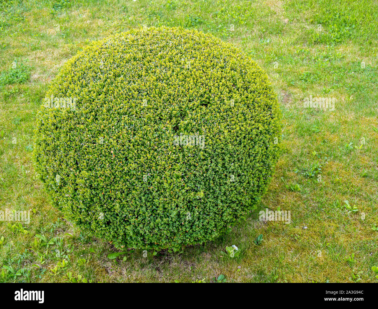 Box hedge ball hires stock photography and images Alamy