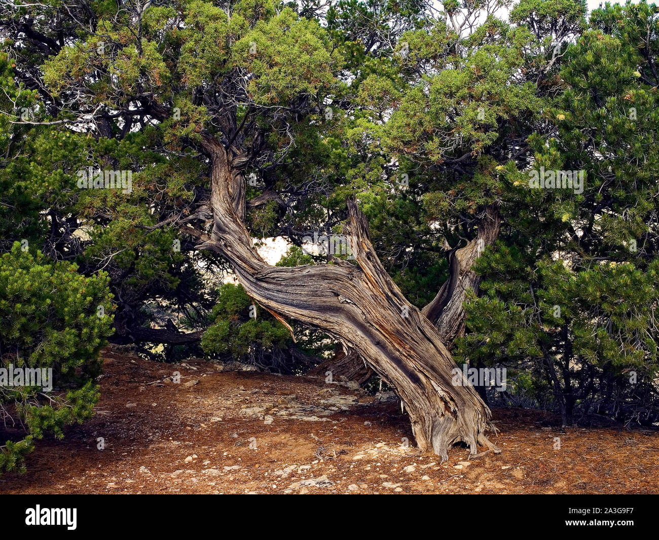 Rocky Mountain Juniper tree; Juniperus (Sabina) scopulorum; leaning; weathered trunk; deteriorating; evergreens; Colorado; CO; summer, horizontal Stock Photo