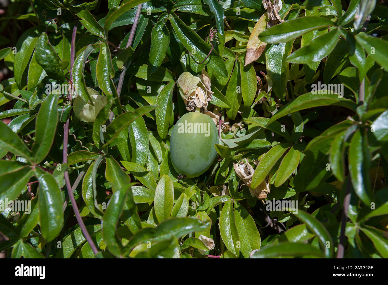 Ripe orange and ripening green egg shaped fruit of the passion flower