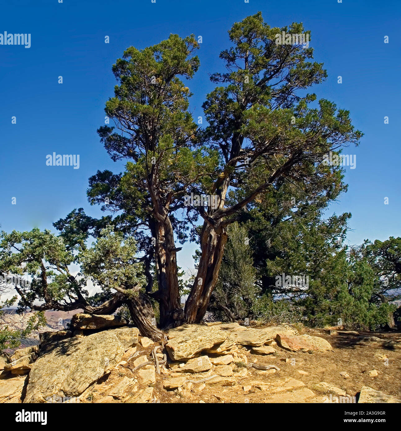 Rocky Mountain juniper trees, sandstone; Juniperus (Sabina) scopulorum; nature, Dinosaur National Monument; Dinosaur; CO; Colorado; summer; square Stock Photo