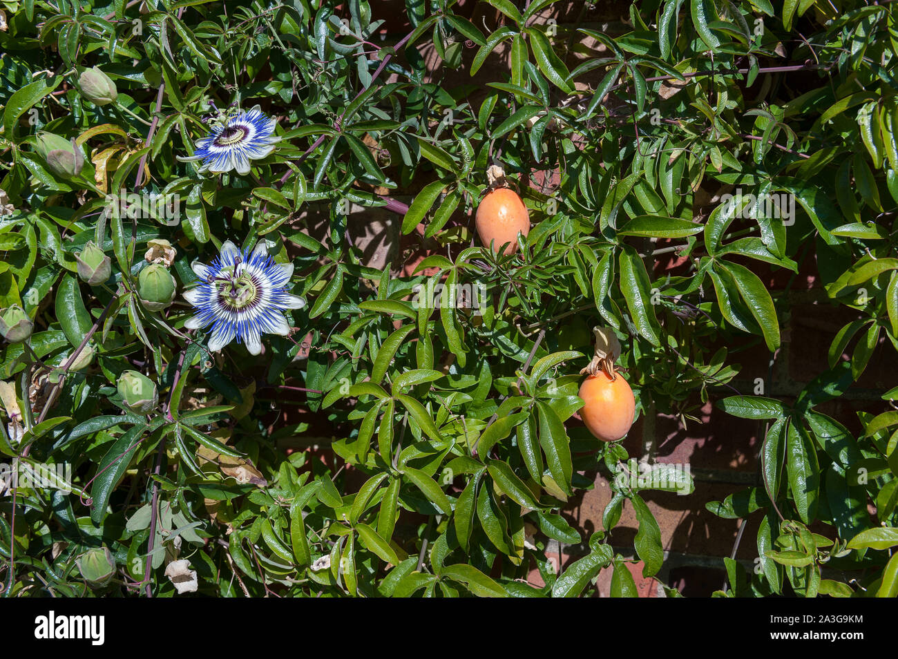 Ripe Orange And Ripening Green Egg Shaped Fruit Of The Passion Flower Plant Passiflora Caerulea Blue Crown Against Dense Foliage Stock Photo Alamy
