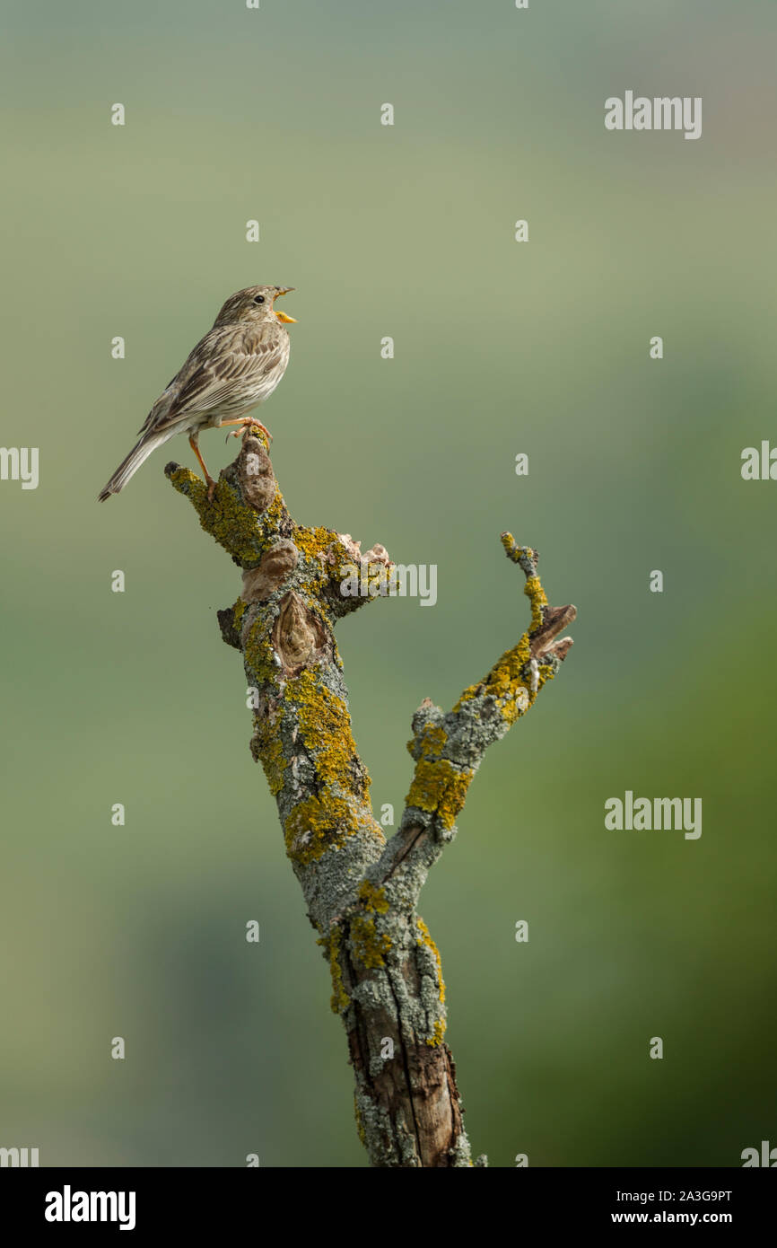 Corn bunting, Latin mane Emberiza calandra, perched on a branch against a green background, calling Stock Photo