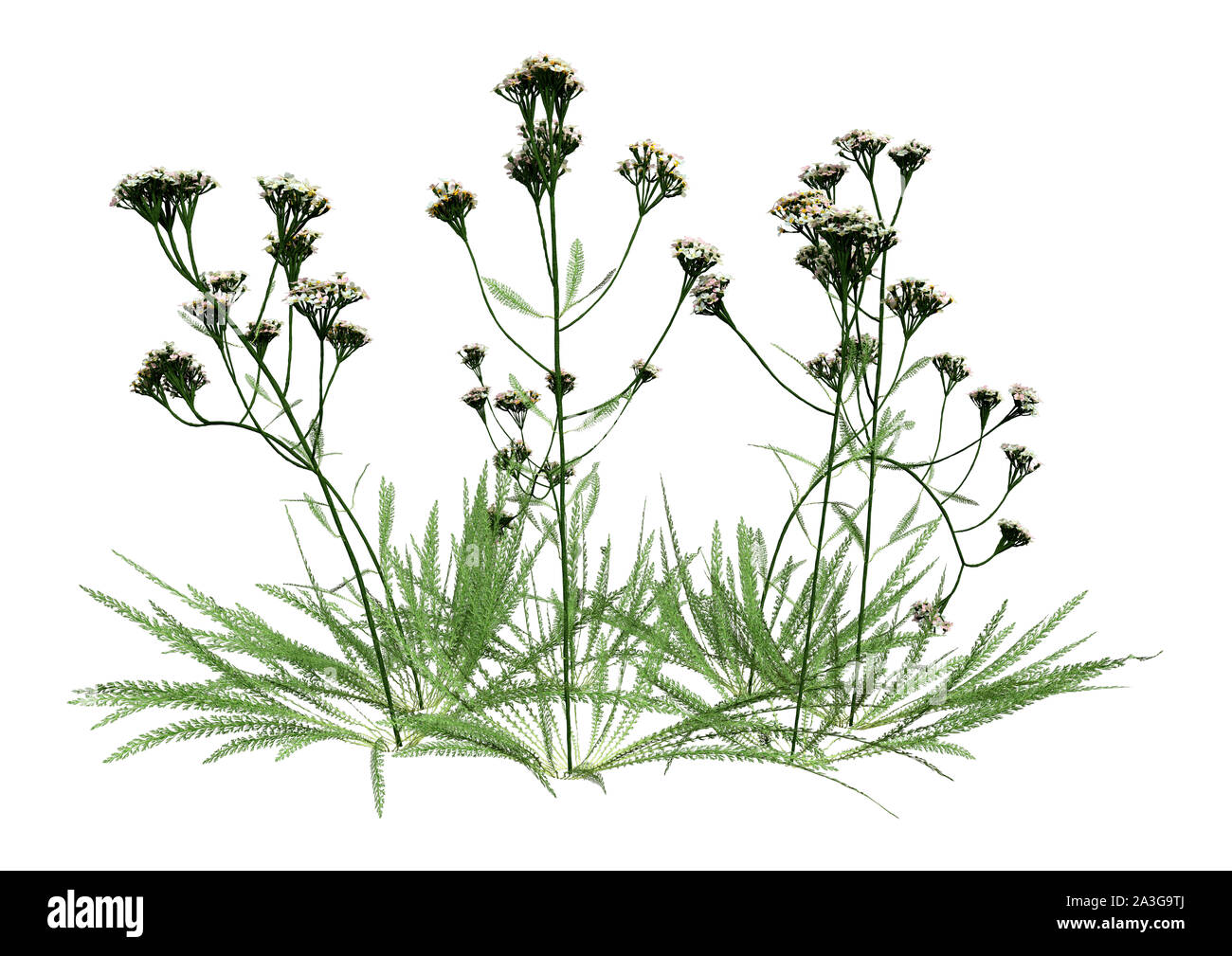 3D rendering of a common yarrow plant isolated on white background Stock Photo