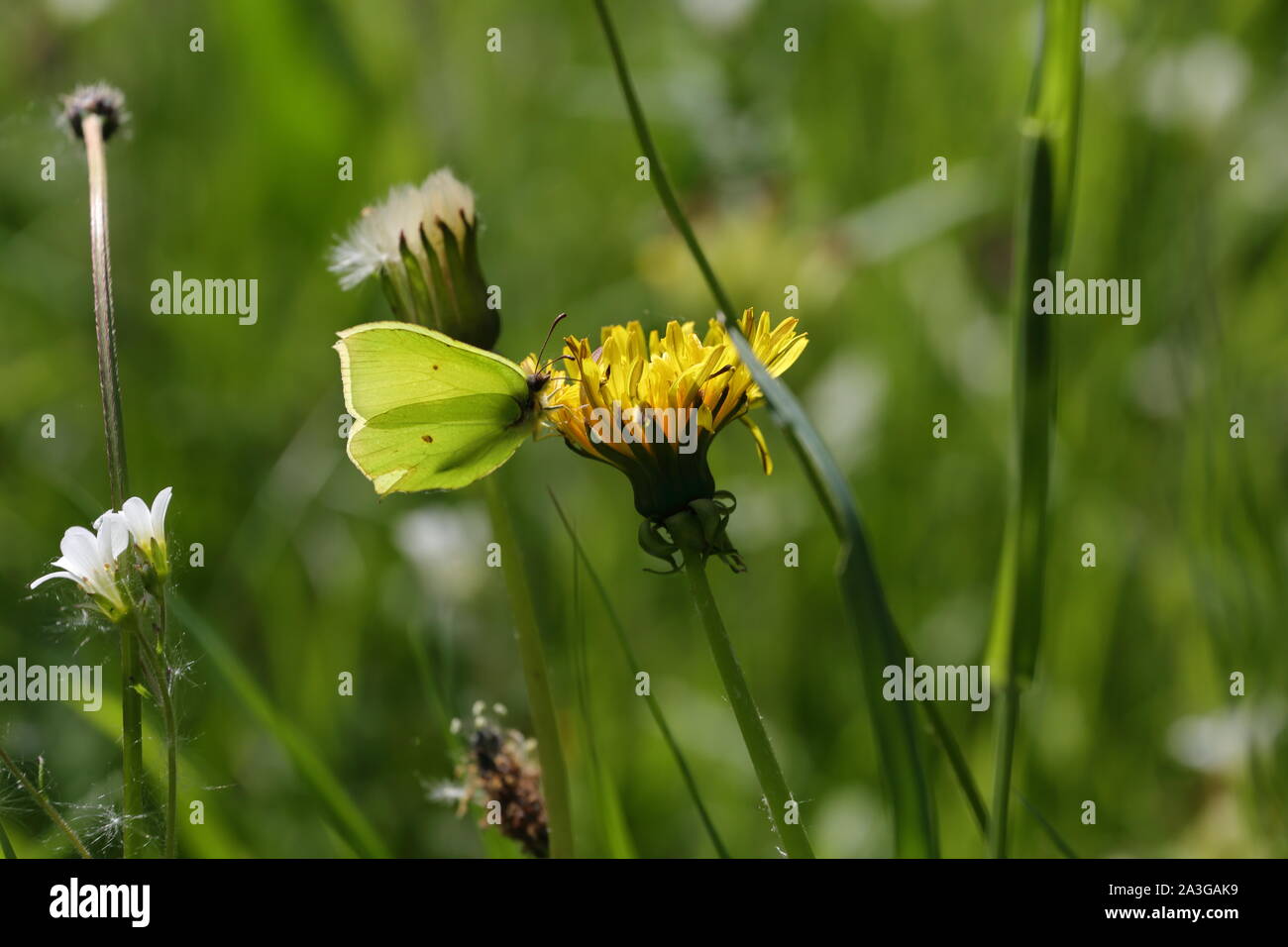 Brimstone butterfly on a dandelion flower Stock Photo