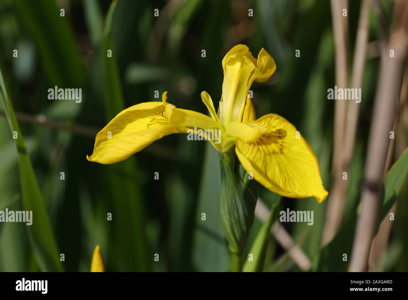 Yellow Flag wildflower Stock Photo - Alamy