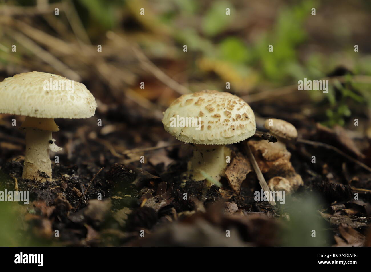 lepiota acutesquamosa or  freckled dapperling is a common toad stool Stock Photo