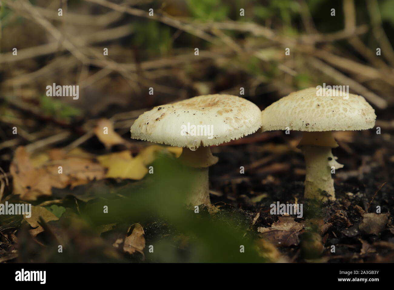 lepiota acutesquamosa or  freckled dapperling is a common toad stool Stock Photo
