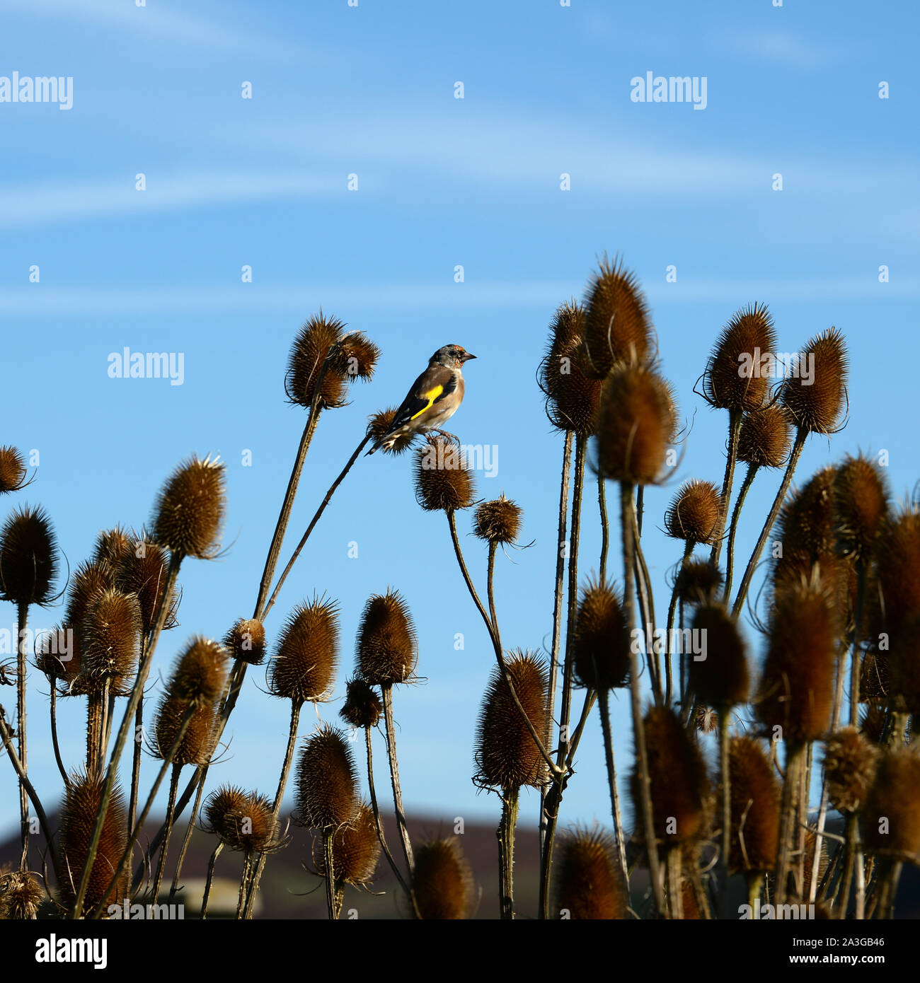 Goldfinch perched among teasel fronds in search of seeds Stock Photo