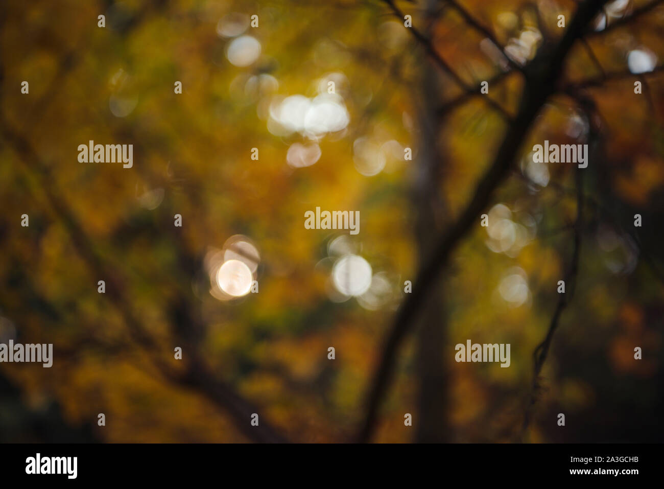Blurred photograph of Autumn leaves on trees, looking colorful Stock ...