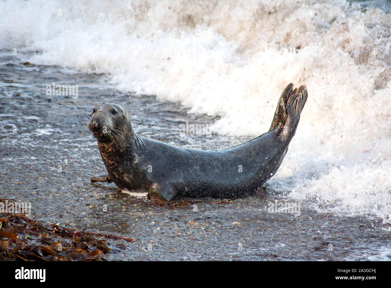 Mama adult female Grey seal out of water Stock Photo Alamy