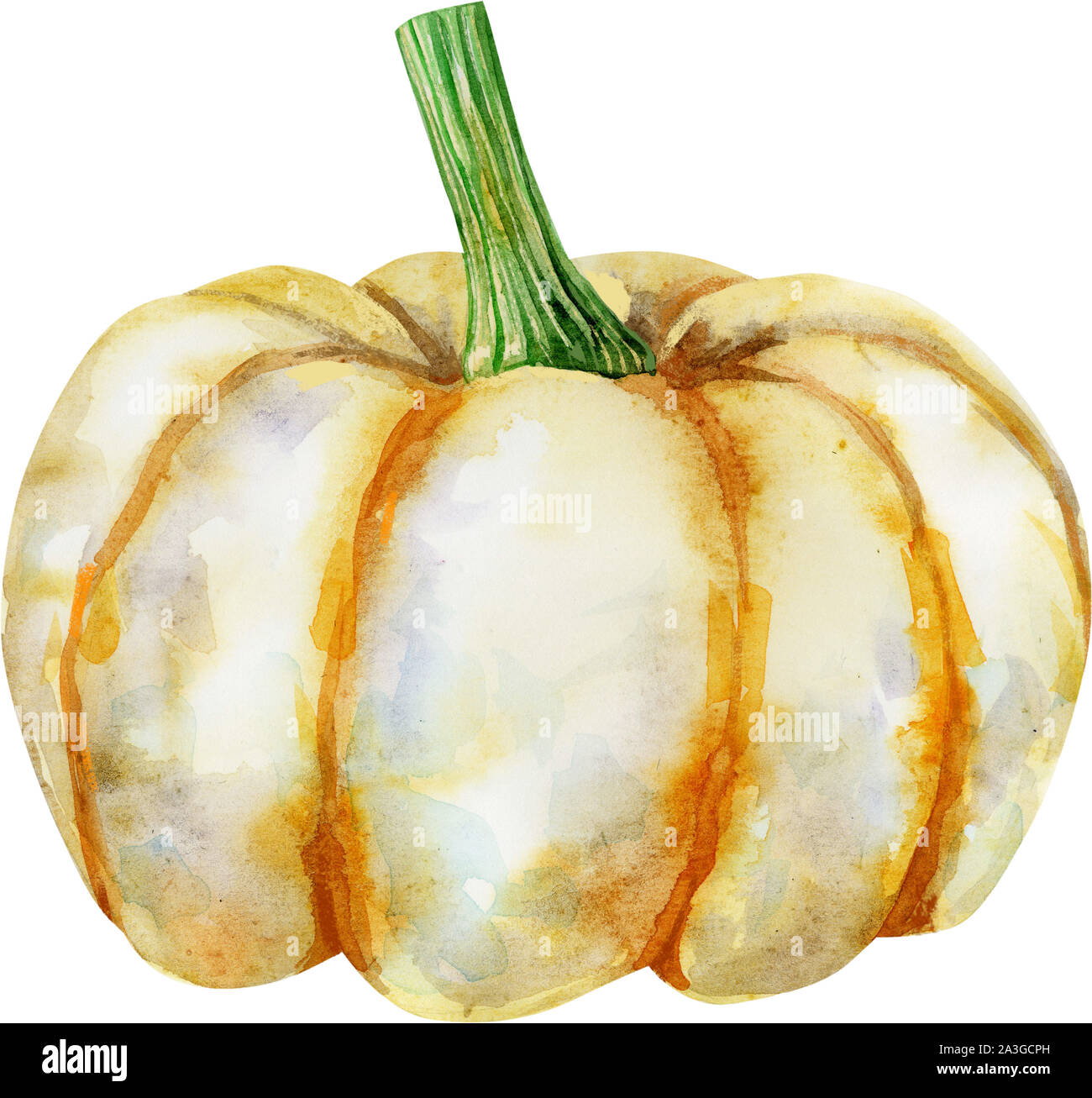 white pumpkin on isolated white background, watercolor illustration ...