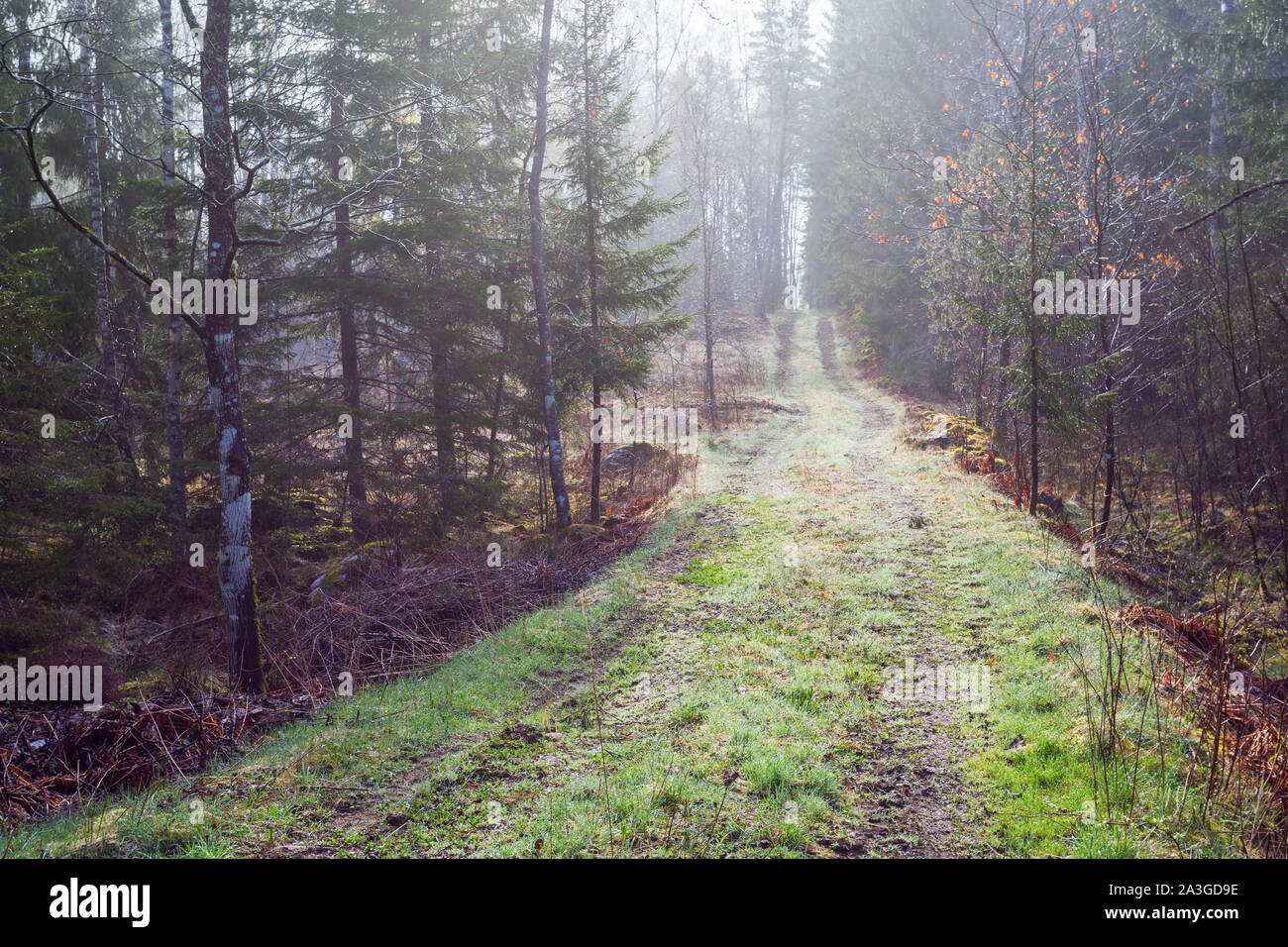 Road in backlit and fog through the woods Stock Photo - Alamy