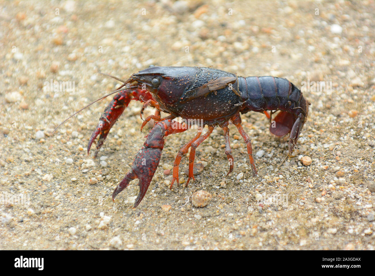 A Red Swamp Crayfish on a sand trail in a marsh. Stock Photo