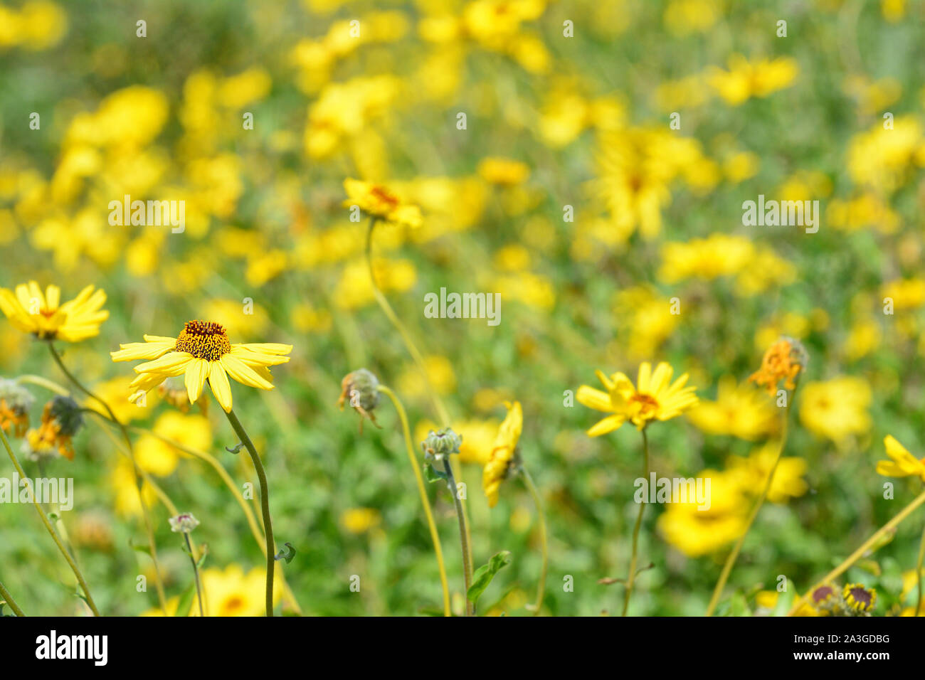A single in focus yellow daisy like flower against a field of out of focus Flowers Stock Photo