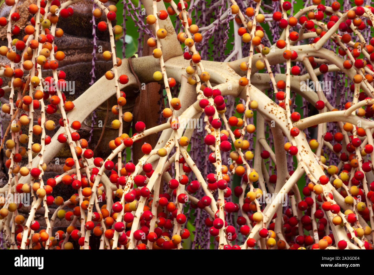 Palm tree fruit. Stock Photo