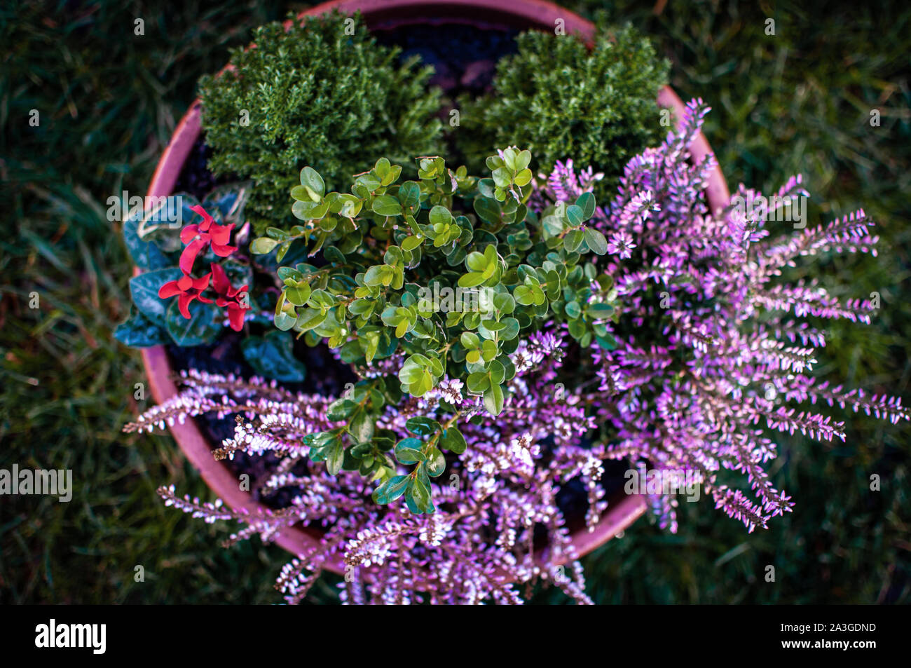 Erica, buxus and cyclamen plants, winter flowers in pink and purple close up. Symbol of winter cold time and holidays. Dark toned photo. Stock Photo