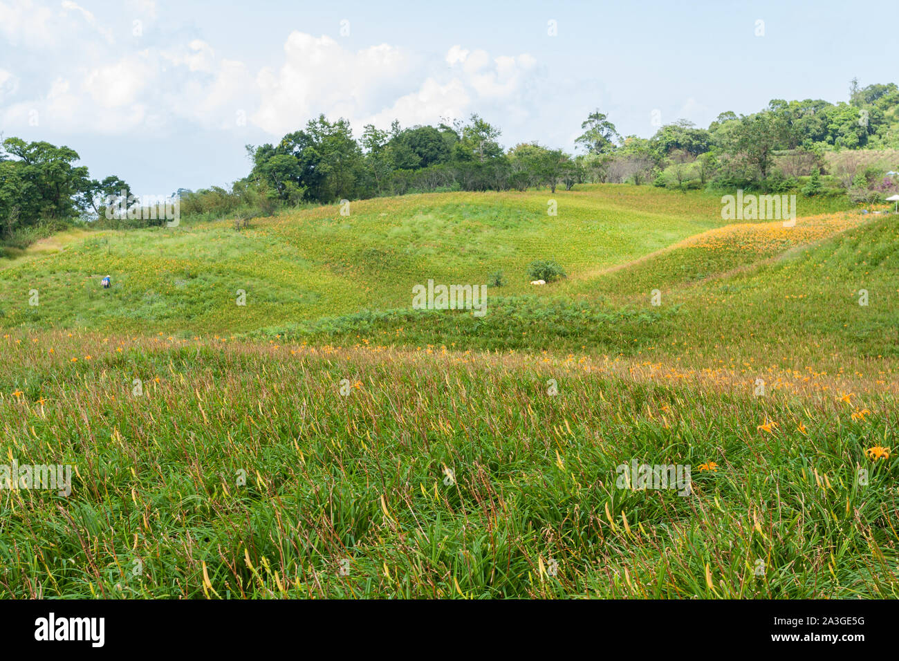 Edible orange daylily (Hemerocallis sp.) aka golden needles flowers