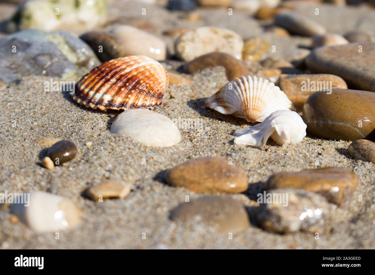 the remains of the shells on the shoreline in a late summer morning Stock Photo