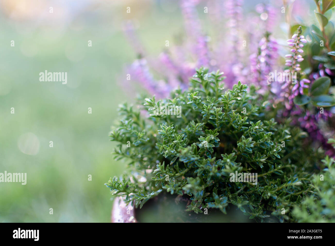 Erica and thyme plants composition, winter flowers close up. Symbol of winter cold time and holidays. Stock Photo