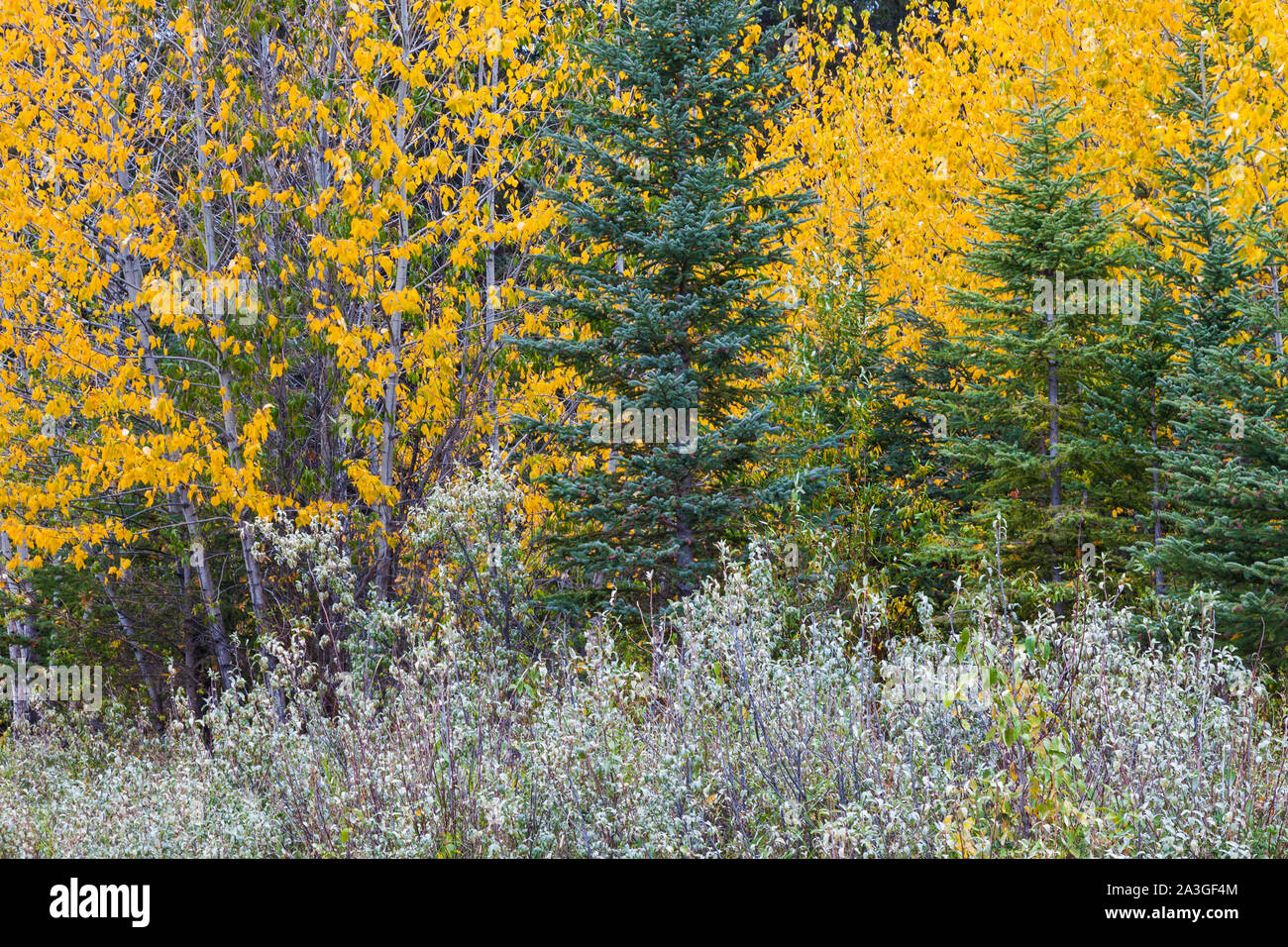 Autumn colours in the forest around the mountain town of Banff Alberta Canada Stock Photo