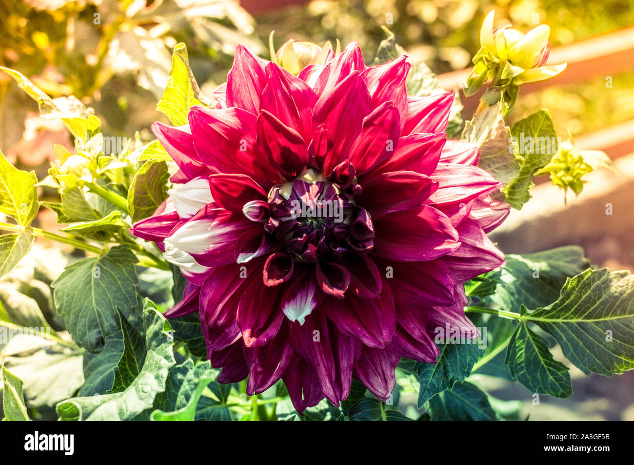 Beautiful full round dark purple blooming dahlia flowers in the autumn sunshine. Beautiful background of autumn flowers, template for design. Copy Stock Photo